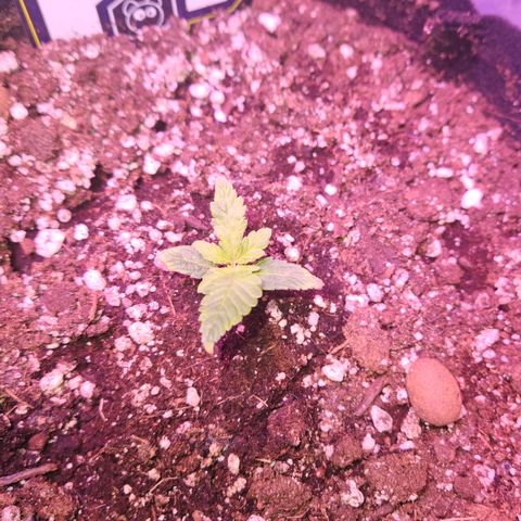 Double Grape Stunted growlog timeline photo