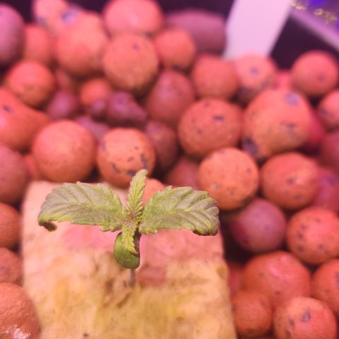 Double Grape DWC growlog timeline photo