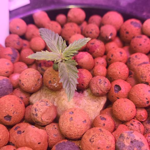 41 Ghosts Auto growlog timeline photo