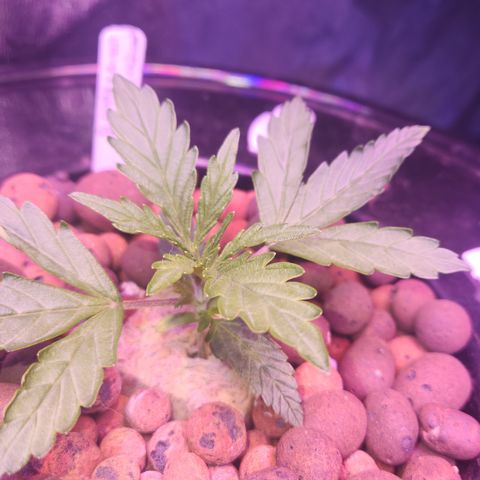 (HBBH x Grizzly Crinkle) x Ravenberry #2 growlog timeline photo