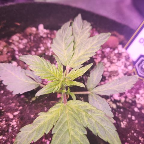 Double Grape Stunted growlog timeline photo