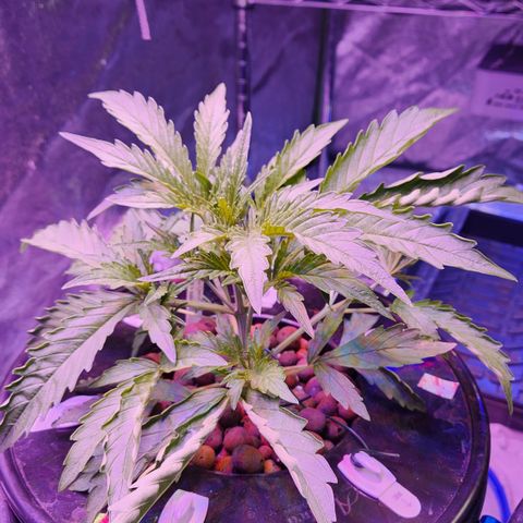 (HBBH x Grizzly Crinkle) x Ravenberry #2 growlog photo: Pre and post LST