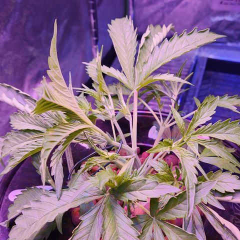(HBBH x Grizzly Crinkle) x Ravenberry #2 growlog photo: Pre and post LST