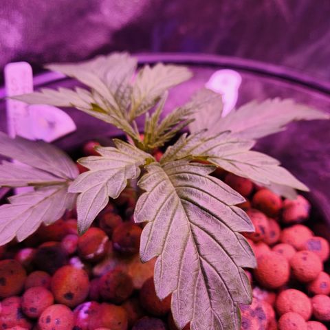 41 Ghosts Auto growlog timeline photo