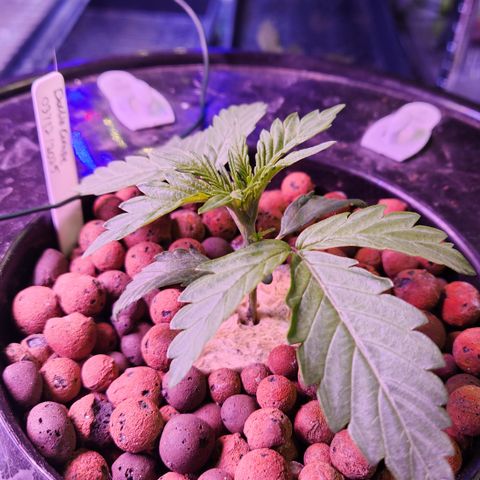 Double Grape DWC growlog timeline photo