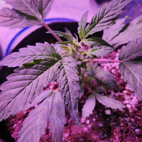 Double Grape Stunted growlog timeline photo