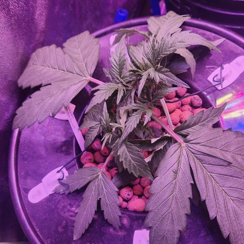 41 Ghosts Auto growlog timeline photo
