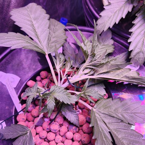 41 Ghosts Auto growlog timeline photo