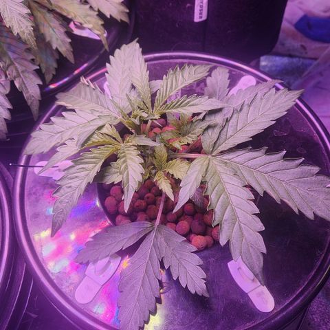 Double Grape DWC growlog photo: 24 hours post lst