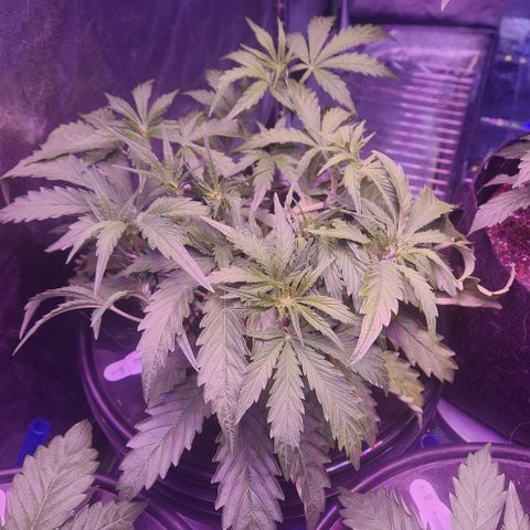(HBBH x Grizzly Crinkle) x Ravenberry #2 growlog photo: 24 hours after LST