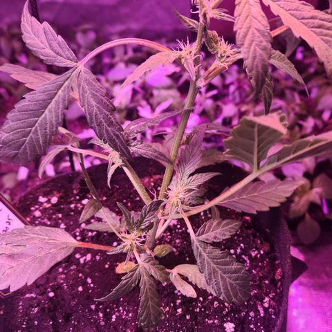 Double Grape Stunted growlog timeline photo