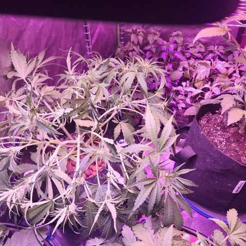 (HBBH x Grizzly Crinkle) x Ravenberry #2 growlog photo: Last LST