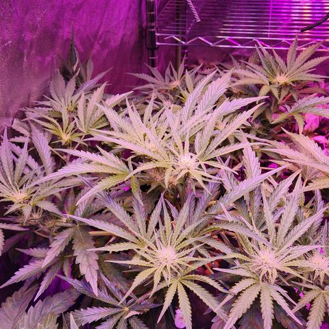 (HBBH x Grizzly Crinkle) x Ravenberry #2 growlog timeline photo
