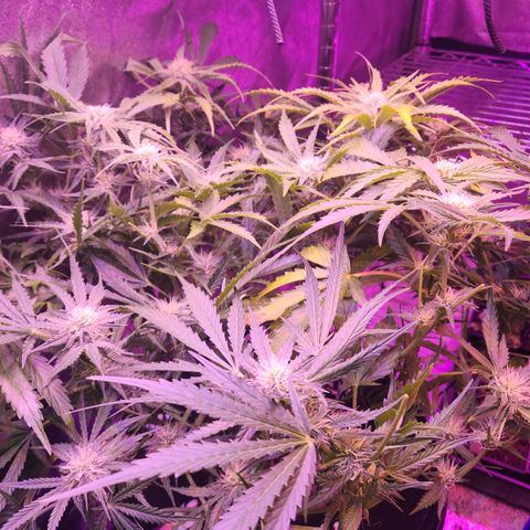 (HBBH x Grizzly Crinkle) x Ravenberry #2 growlog timeline photo