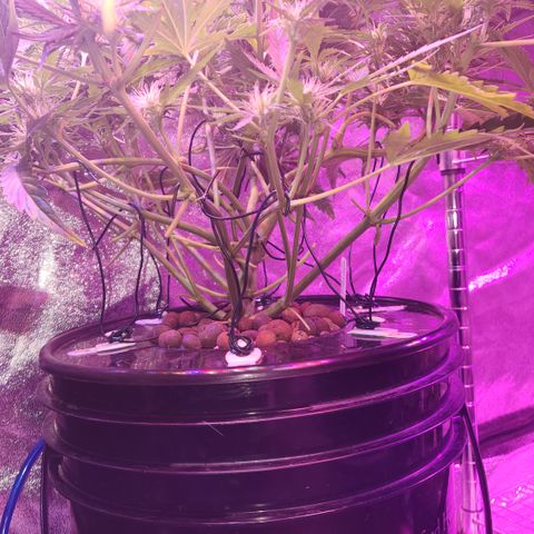 (HBBH x Grizzly Crinkle) x Ravenberry #2 growlog timeline photo