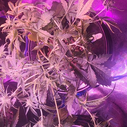 Double Grape DWC growlog timeline photo