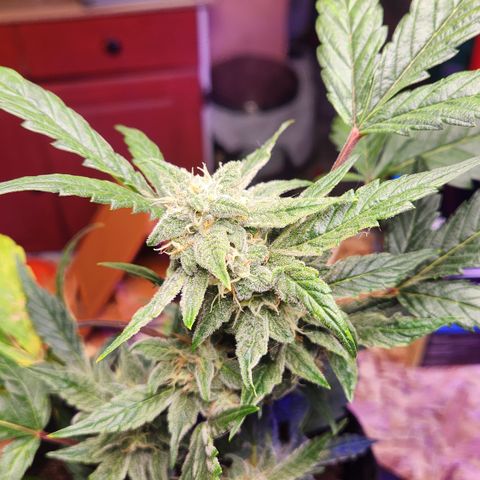 Double Grape Stunted growlog timeline photo