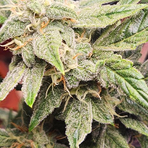 Double Grape Stunted growlog timeline photo