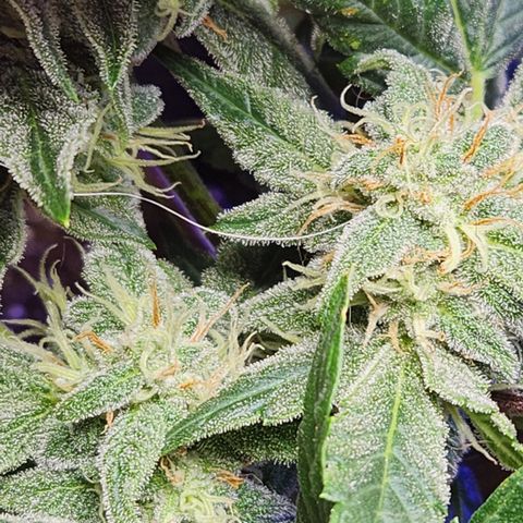 Double Grape Stunted growlog timeline photo