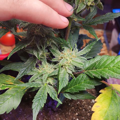 Double Grape Stunted growlog timeline photo