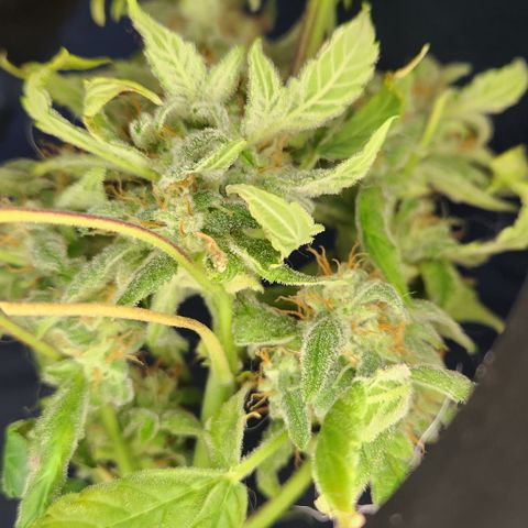 Double Grape Stunted growlog timeline photo