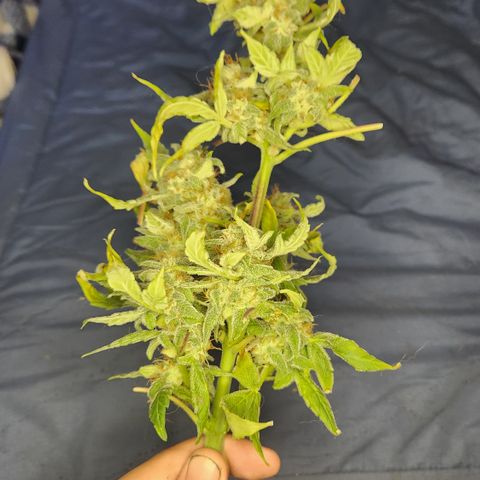 Double Grape Stunted growlog timeline photo
