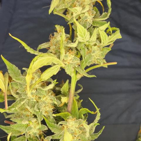 Double Grape Stunted growlog timeline photo