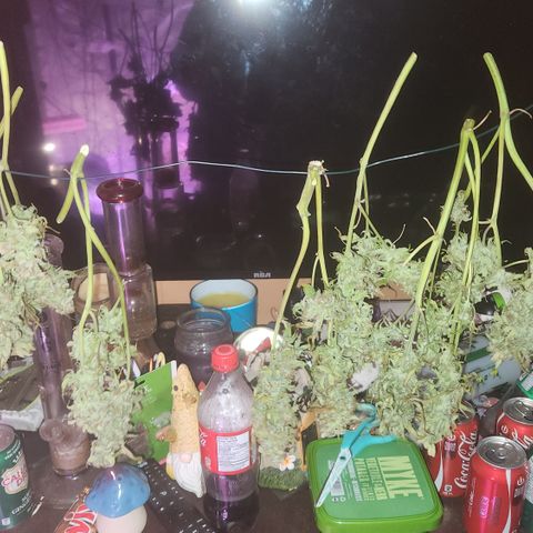 (HBBH x Grizzly Crinkle) x Ravenberry #2 growlog timeline photo
