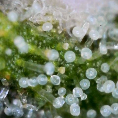 (HBBH x Grizzly Crinkle) x Ravenberry #2 growlog timeline photo