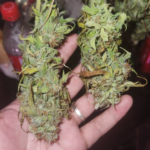 (HBBH x Grizzly Crinkle) x Ravenberry #2 growlog timeline photo