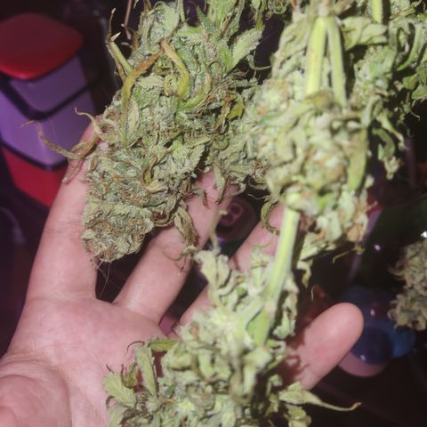 (HBBH x Grizzly Crinkle) x Ravenberry #2 growlog timeline photo