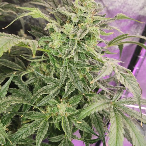Double Grape DWC growlog timeline photo