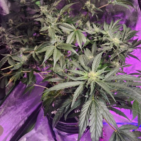 41 Ghosts Auto growlog timeline photo
