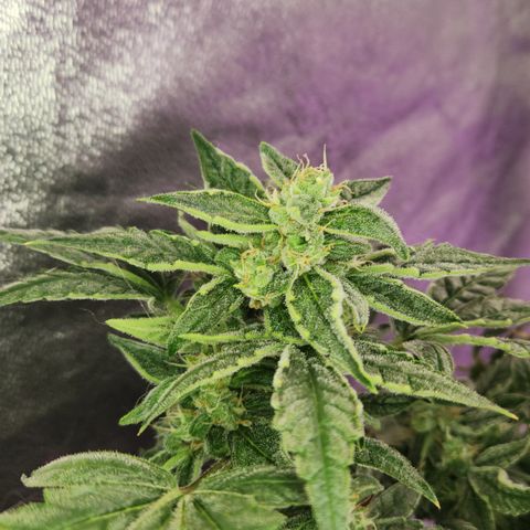 Double Grape DWC growlog timeline photo