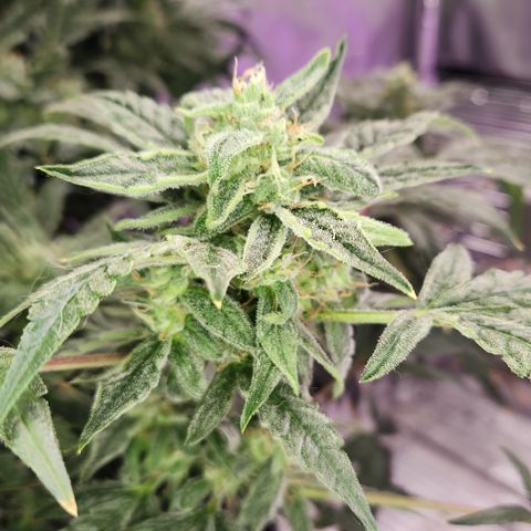 Double Grape DWC growlog timeline photo