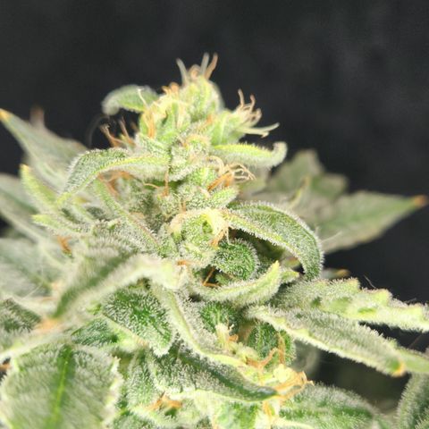 Double Grape DWC growlog timeline photo