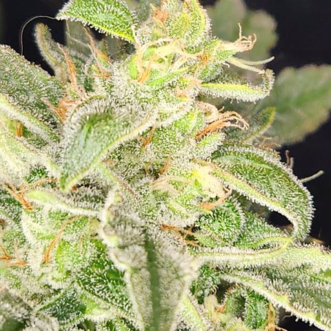 Double Grape DWC growlog timeline photo