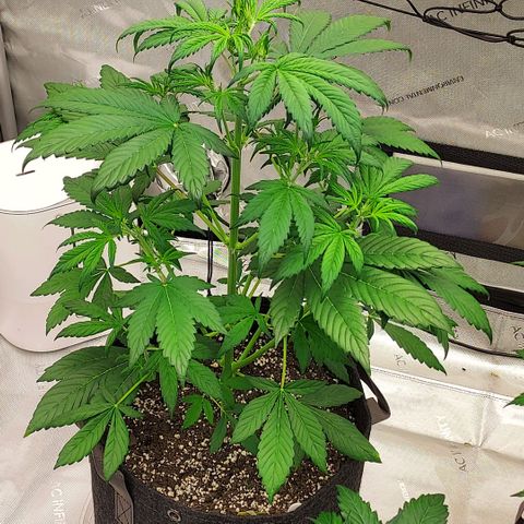 Royal runtz automatic , Northren lights automatic  growlog photo: The two Royal runtz are in preflower now but no signs yet from the northren lights prob a extra week on her 