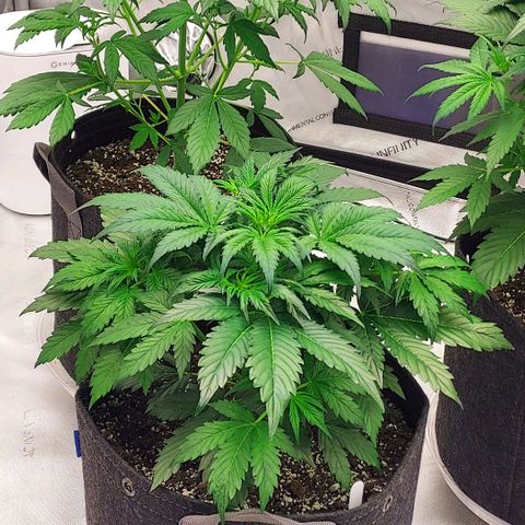 Royal runtz automatic , Northren lights automatic  growlog photo: The two Royal runtz are in preflower now but no signs yet from the northren lights prob a extra week on her 