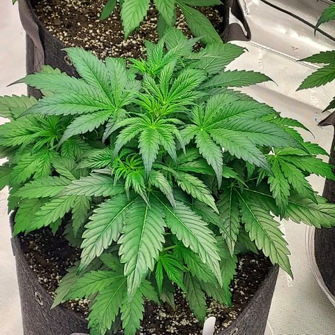 Royal runtz automatic , Northren lights automatic  growlog photo: The two Royal runtz are in preflower now but no signs yet from the northren lights prob a extra week on her 