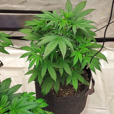 Royal runtz automatic , Northren lights automatic  growlog photo: The two Royal runtz are in preflower now but no signs yet from the northren lights prob a extra week on her 