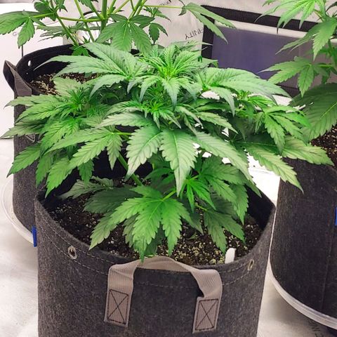 Royal runtz automatic , Northren lights automatic  growlog photo: The two Royal runtz are in preflower now but no signs yet from the northren lights prob a extra week on her 