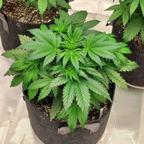 Royal runtz automatic , Northren lights automatic  growlog photo: The two Royal runtz are in preflower now but no signs yet from the northren lights prob a extra week on her 