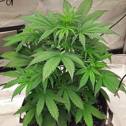 Royal runtz automatic , Northren lights automatic  growlog timeline photo