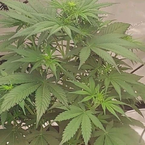 Royal runtz automatic , Northren lights automatic  growlog timeline photo