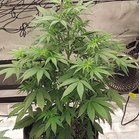 Royal runtz automatic , Northren lights automatic  growlog timeline photo