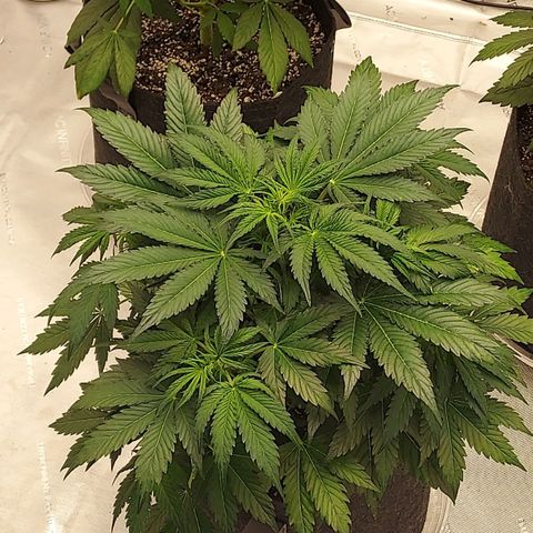 Royal runtz automatic , Northren lights automatic  growlog timeline photo