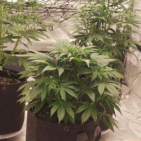 Royal runtz automatic , Northren lights automatic  growlog timeline photo