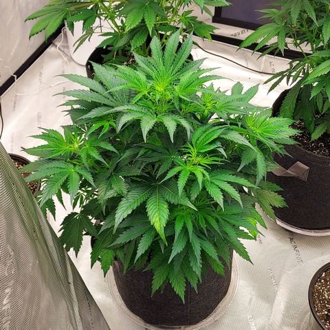 Royal runtz automatic , Northren lights automatic  growlog timeline photo