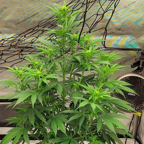 Royal runtz automatic , Northren lights automatic  growlog timeline photo